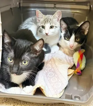 Kitten Simon