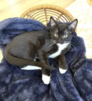 Kitten Sylvie