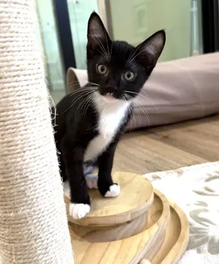 Kitten Sylvie