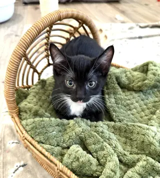 Kitten Sylvie
