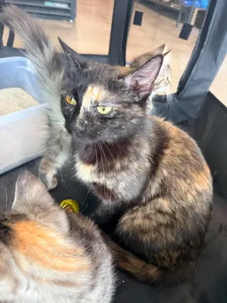 Rosie