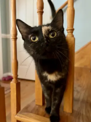 Rosie