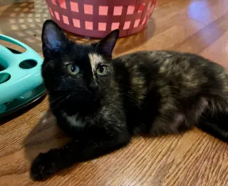 Rosie