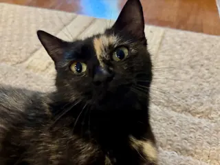 Rosie