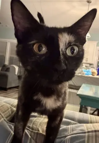 Rosie