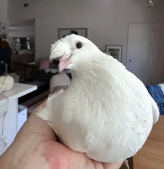 Amelia