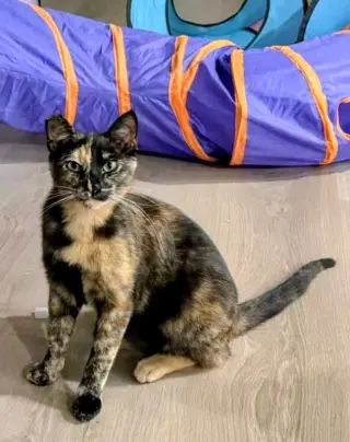 Twix