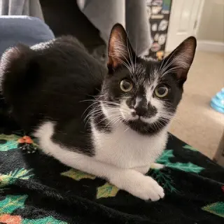 Bacardi