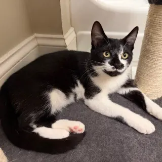 Bacardi