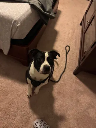 Echo