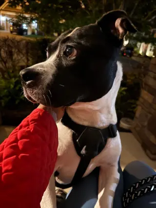 Echo