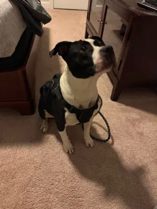 Echo