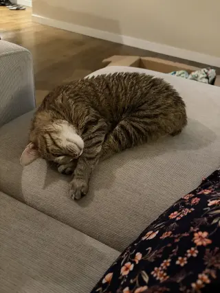 Misu