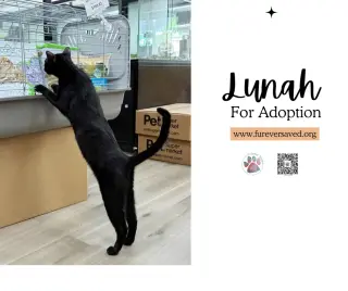 Lunah
