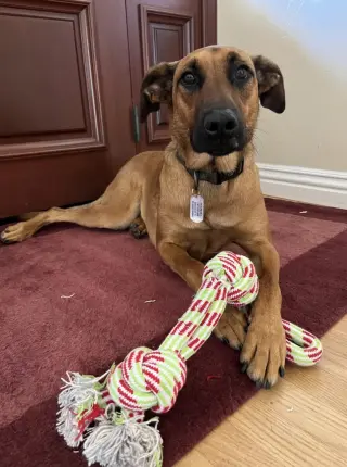 Cooper