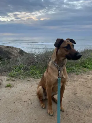 Cooper