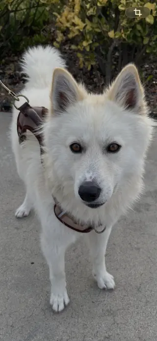 Jasper