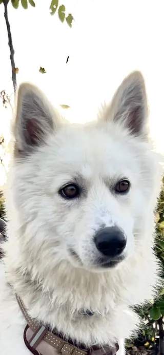 Jasper