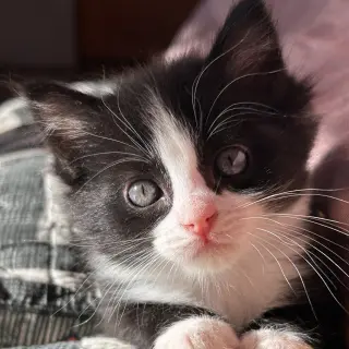 Daphne