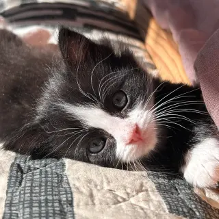 Daphne