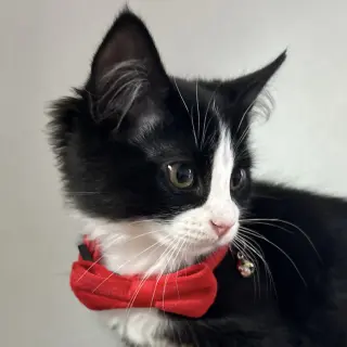 Daphne
