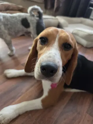 Caspian
