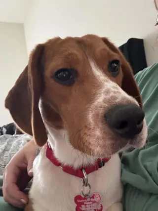 Caspian