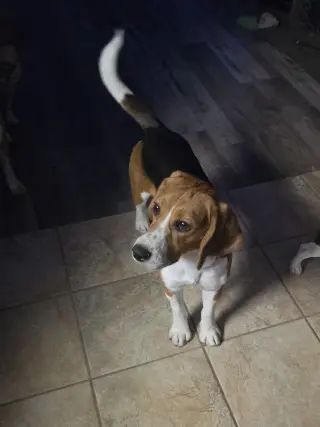 Caspian