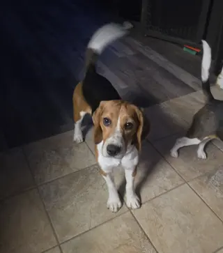 Caspian
