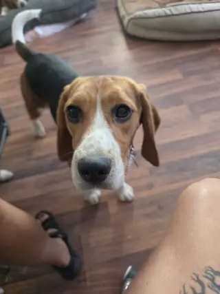 Caspian