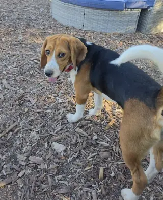 Caspian