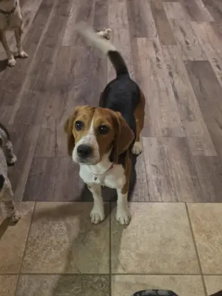 Caspian