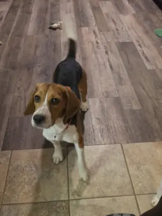 Caspian