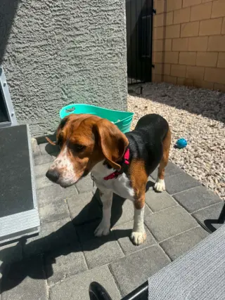 Caspian