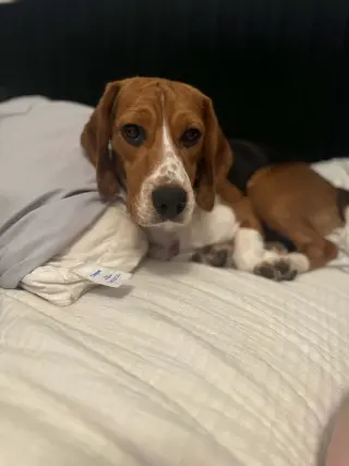 Caspian