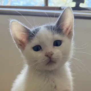 Tosca