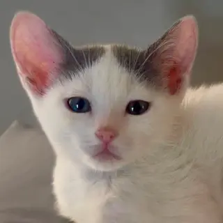 Tosca