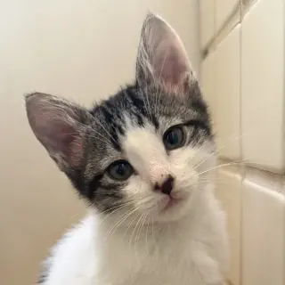 Figaro