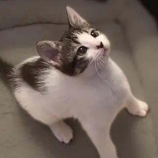 Figaro