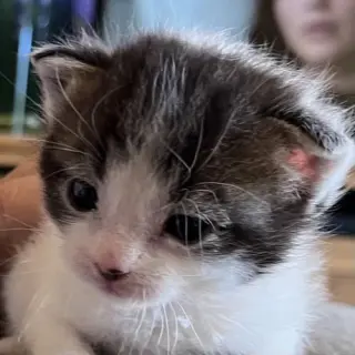 Figaro