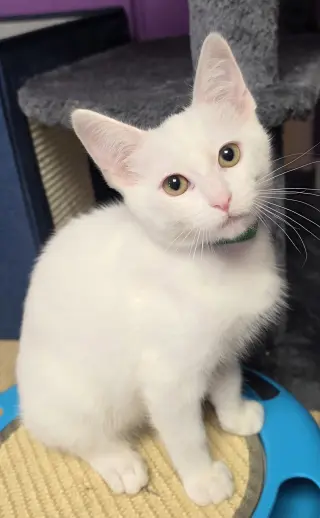 Soju