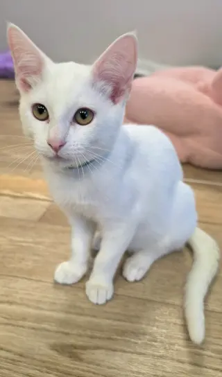 Soju