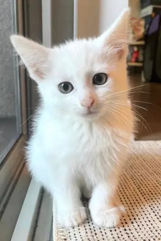 Soju