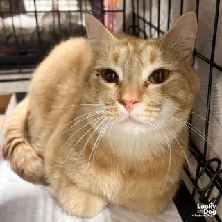 Cato