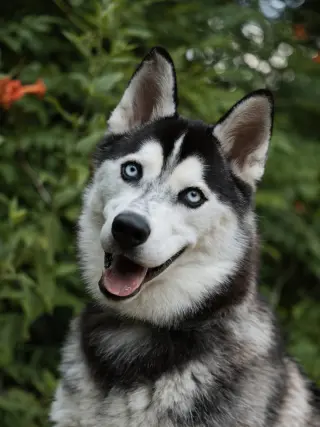 Vogue