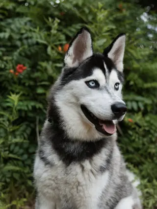 Vogue