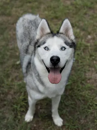 Nigel