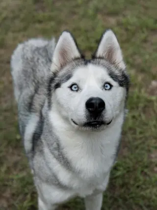 Nigel