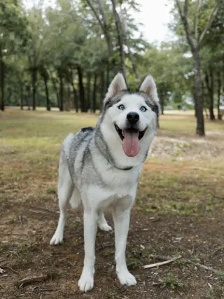 Nigel