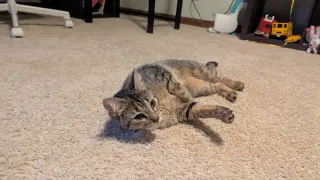 Tabitha